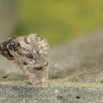 Coleophora kuehnella - Blaasjespistoolkokermot