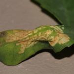 Phyllonorycter medicaginella - Honingklavervouwmot