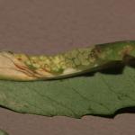 Phyllonorycter medicaginella - Honingklavervouwmot