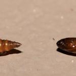 Phyllonorycter medicaginella - Honingklavervouwmot