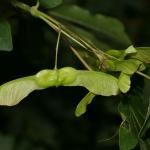 Acer campestre (Veldesdoorn of Spaanse aak)