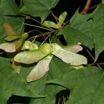Acer platanoides (Noorse esdoorn)
