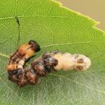 Acronicta alni - Aywaille ~ Heid des Gattes (Luik) 16-06-2018 ©Wim Declercq