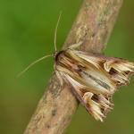 Actinotia polyodon - Torgny ~ Bois de Gueville (LX) 06-05-2023 ©Steve Wullaert