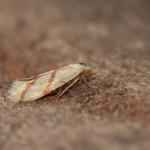 Aethes francilliana - Koersel ~ De Vallei van de Zwarte Beek (Limburg) 29-07-2017 ©Steve Wullaert 