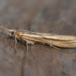 Agriphila deliella - Lommel ~ Balimheide (Limburg) 21-09-2019 ©Steve Wullaert