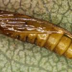 Phyllonorycter strigulatella - Fraaie elzenvouwmot