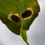 Antipilina ludwigi op Polygonia bistorta (adderwortel) - Fauvillers ~ Ruisseau de Geronval (Luxemburg) - 20-06-2020 ©Steve Wullaert