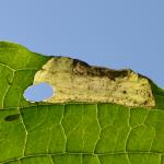 Antispila petryi ~ Borgloon ~ Opleeuw (Limburg) 24-08-2019 ©Steve Wullaert