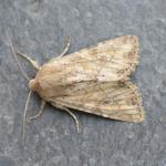 Apamea anceps - Koksijde ~ Schipgatduinen - 1000-soortendag - West-Vlaanderen 18-05-2018 ©Steve Wullaert