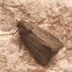 Apamea oblonga - Nieuwpoort ~ De IJzermonding (West-Vlaanderen) - 04-07-2020 ©Steve Wullaert