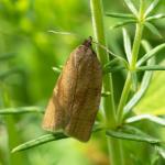 Aphelia viburniana - Fauvillers ~ Ruisseau de Geronval (Luxemburg) - 20-06-2020 ©Damien Gailly