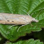 Aphomia zelleri - Nieuwpoort ~ De IJzermonding (West-Vlaanderen) - 04-07-2020 ©Damien Gailly