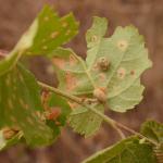 Apterona helicoidella - Slakkenhuisdrager