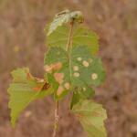 Apterona helicoidella - Slakkenhuisdrager