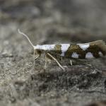 Argyresthia brockeella - Arlon ~ Domaine Privé (LX) 11-06-2023 ©Damien Gailly