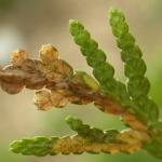 Argyresthia thuiella - Thujamineermot