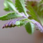 Sabulopteryx limosella - Gamandersteltmot