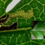 Bucculatrix bechsteinella - Meidoornooglapmot