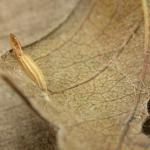 Bucculatrix bechsteinella - Meidoornooglapmot