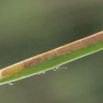 Coleophora laricella - Larikskokermot