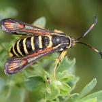 Bembecia ichneumoniformis- Stockay ~ Terrils et Decanteurs (Luik) 15-06-2019 ©Philippe Vanmeerbeeck