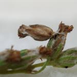 Coleophora artemisicolella - Bijvoetbloemkokermot