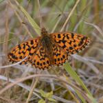 Boloria dia - Nismes ~ Tienne Breumont (Namen) 21-07-2018 ©Steve Wullaert