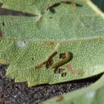 Bucculatrix bechsteinella - Meidoornooglapmot