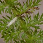 Bucculatrix cristatella - Koersel ~ De Vallei van de Zwarte Beek (Limburg) 29-07-2017 ©Steve Wullaert