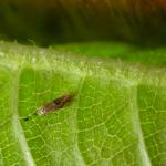 Bucculatrix demaryella - Berkenooglapmot