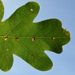 Bucculatrix ulmella - Waterschei - Genk - As ~ Mijnterril ~ Klaverberg (Limburg) 29-09-2018 ©Steve Wullaert