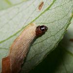 Coleophora lusciniaepennella - Slanke wilgenkokermot