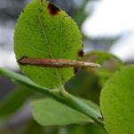 Coleophora vacciniella - Grote bosbeskokermot