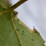 Coleophora milvipennis - Spatelberkkokermot