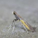 Caloptilia azaleella - Azaleasteltmot