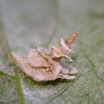 Coleophora ahenella - Heksenmutskokermot