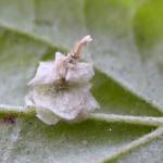 Coleophora ahenella - Heksenmutskokermot