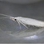 Coleophora albidella - Witte wilgenkokermot