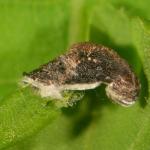 Coleophora anatipenella - Witte meidoornkokermot