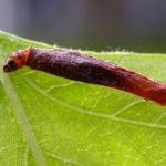 Coleophora hemerobiella - Fruitboomkokermot