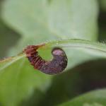 Coleophora hemerobiella - Fruitboomkokermot