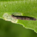 Coleophora paripennella - Bronskokermot