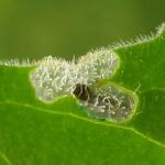 Coleophora paripennella - Bronskokermot