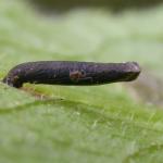 Coleophora paripennella - Bronskokermot