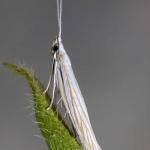 Coleophora pennella - Haartjeskokermot