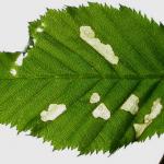 Coleophora serratella - Bruingrijze kokermot