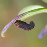 Coleophora vitisella - Kromme bosbeskokermot