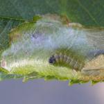Coptotriche angusticollella - Rozenvlekmot