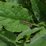 Callimorpha dominula - Bilzen ~ De Motmolen (Limburg) 15-04-2018 ©Steve Wullaert